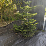 Toile de paillage Marron 130g/m² / Largeur 5,15m / Longueur : 5m, 10m, 15m, 20m, 25m ou 40m (En Stock)